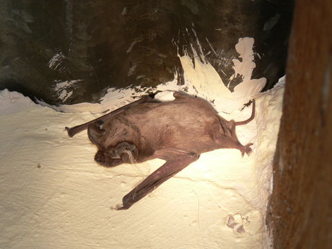 Image of Tadarine Free-tailed Bats