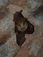 Image of Cape Long-eared Bat