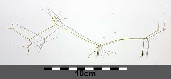 Image of Hairlike Pondweed