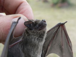 Image of Melck's House Bat