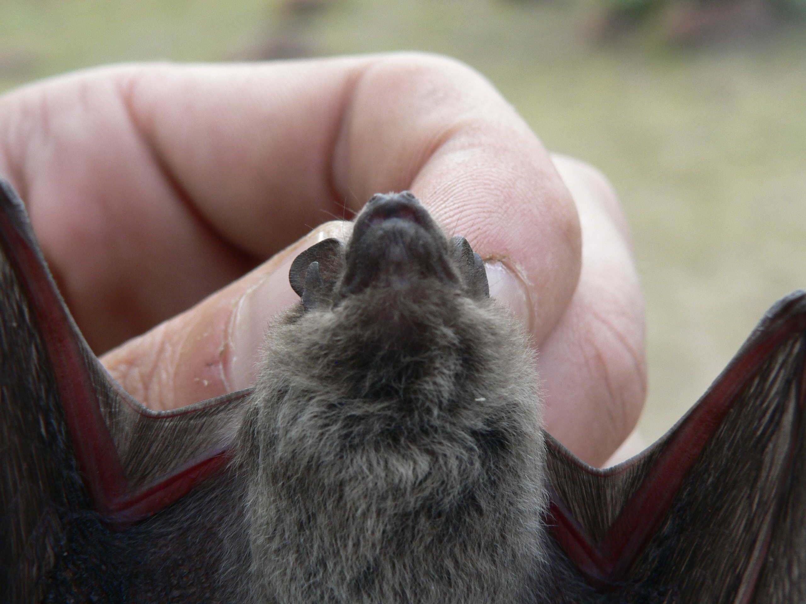 Image of Melck's House Bat