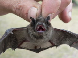 Image of Melck's House Bat