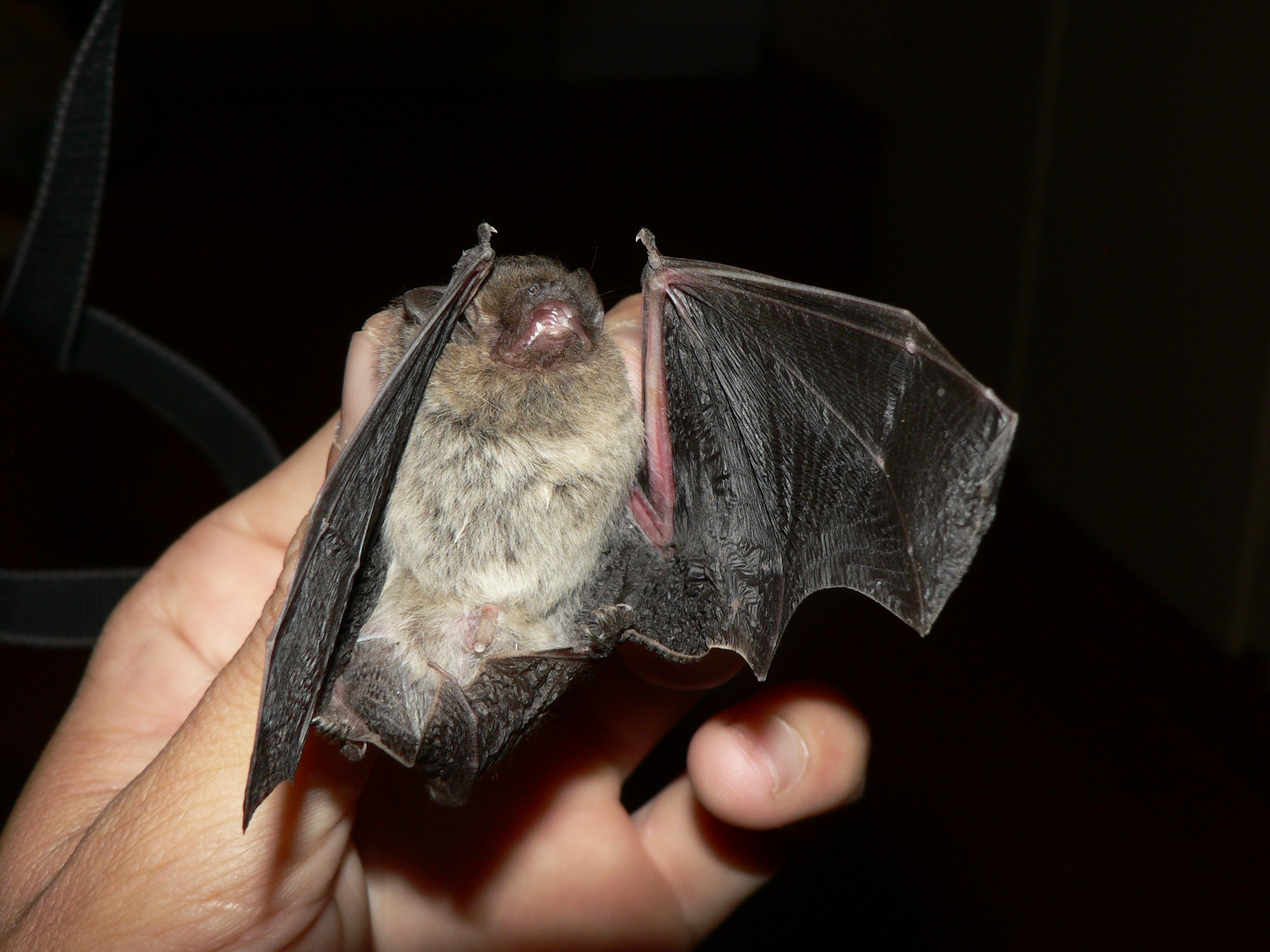 Image of Melck's House Bat