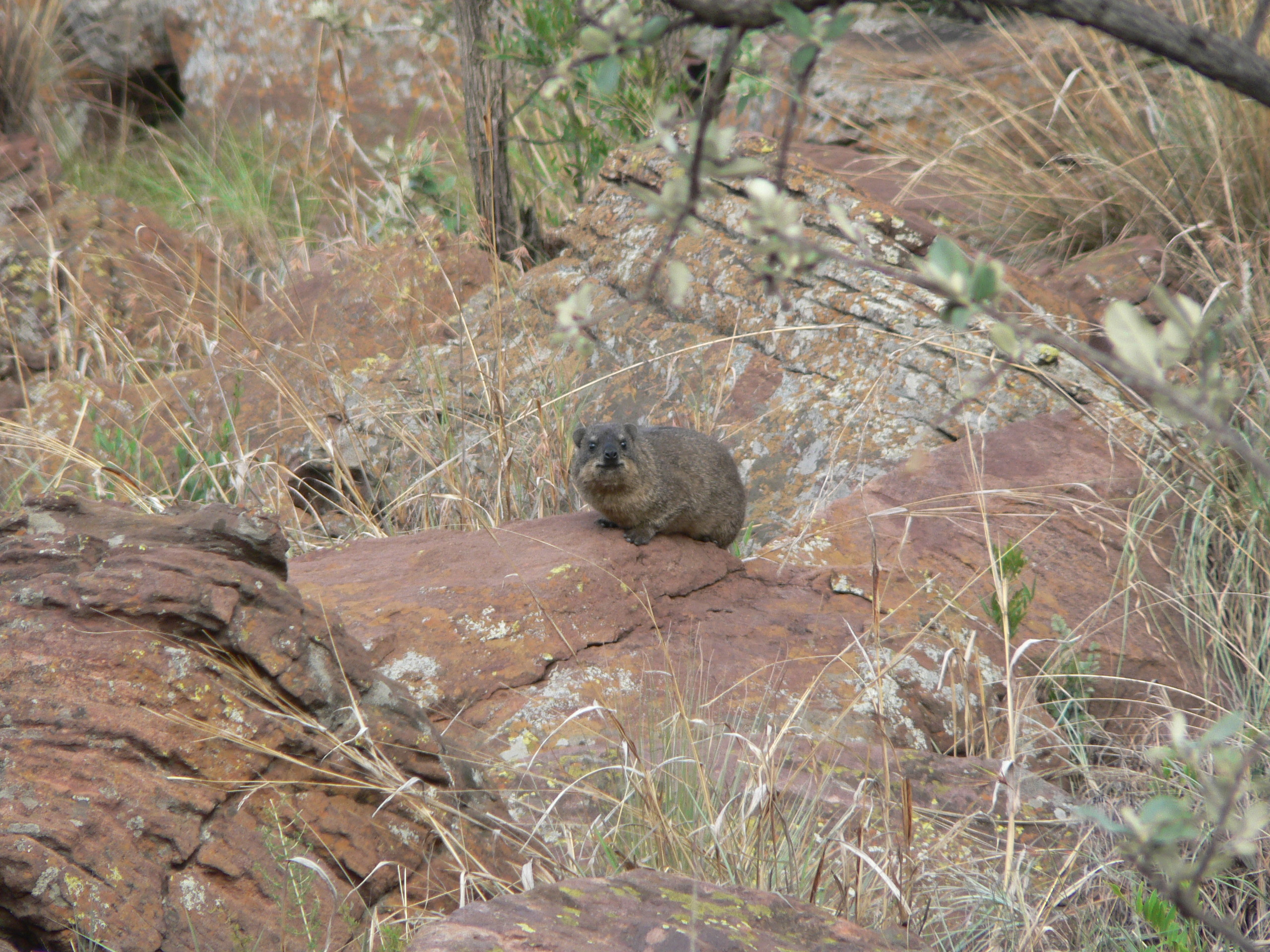 Image of Rock Hyrax