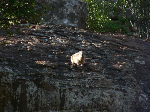 Image of Rock Hyrax