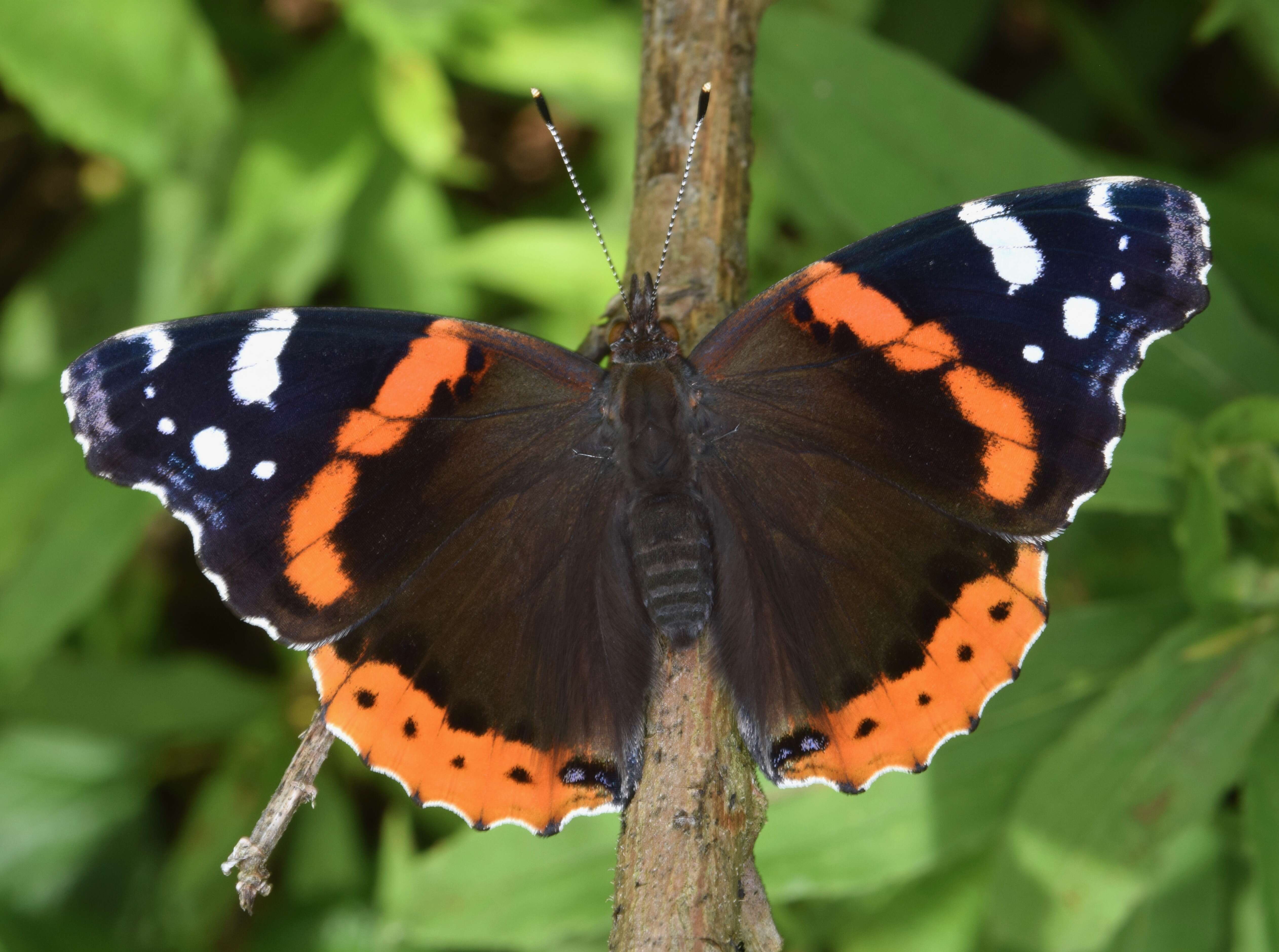 Imagem de Vanessa atalanta Linnaeus 1758