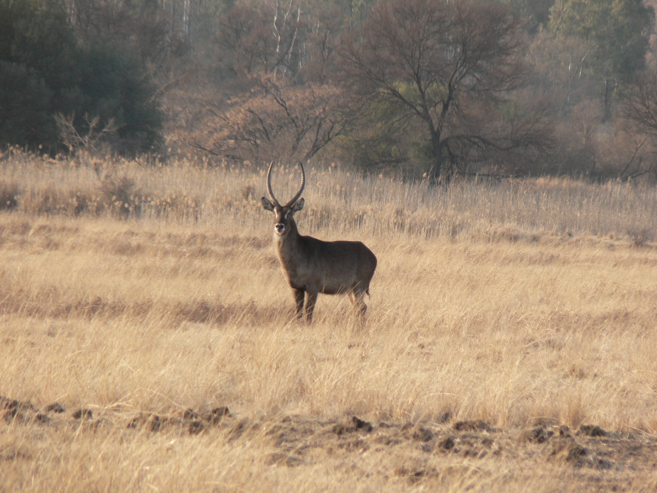 Image of Ellipsen Waterbuck