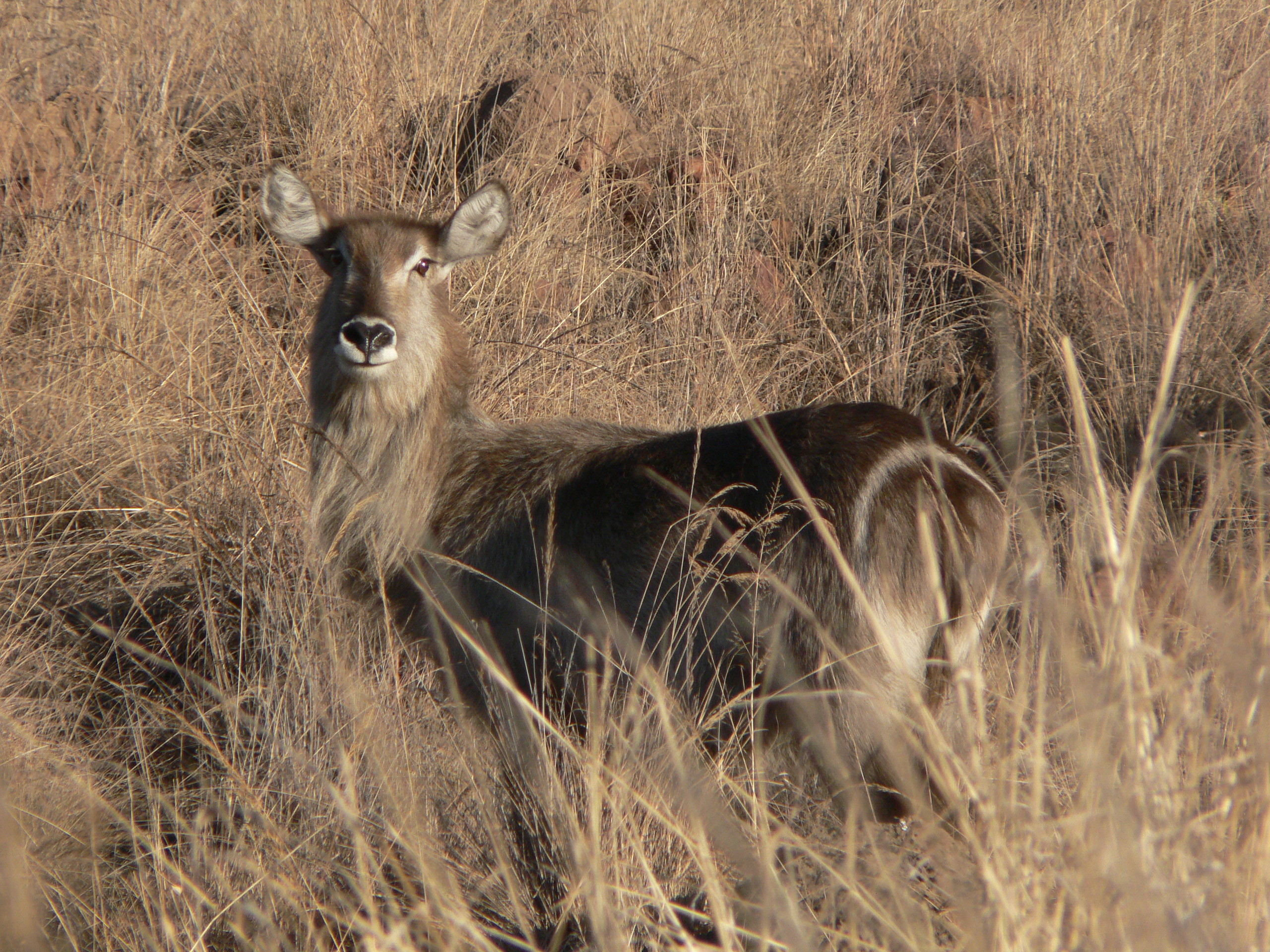 Image of Ellipsen Waterbuck