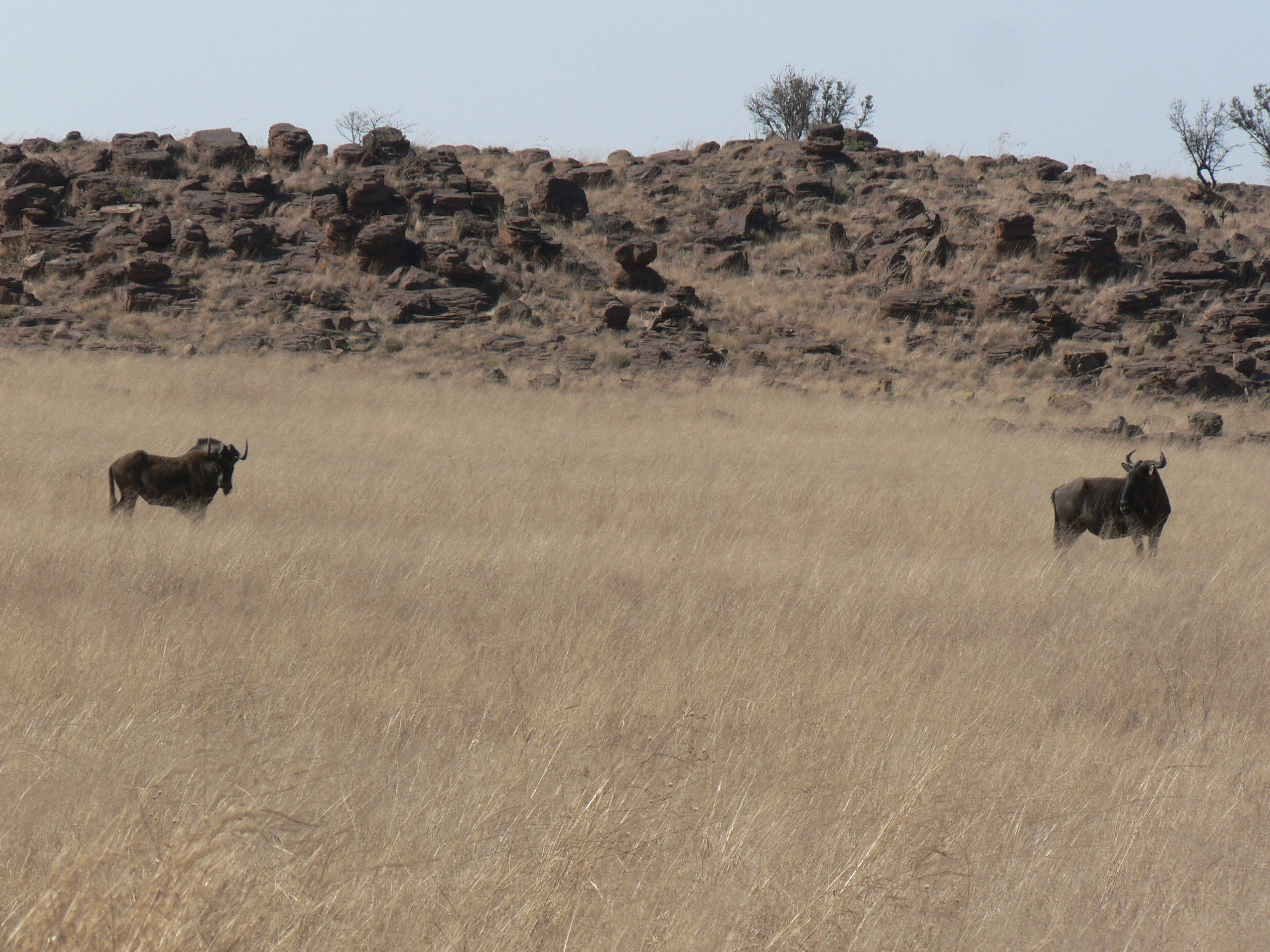 Image of Black Wildebeest