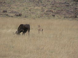 Image of Black Wildebeest