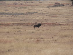 Image of Black Wildebeest
