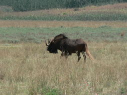 Image of Black Wildebeest