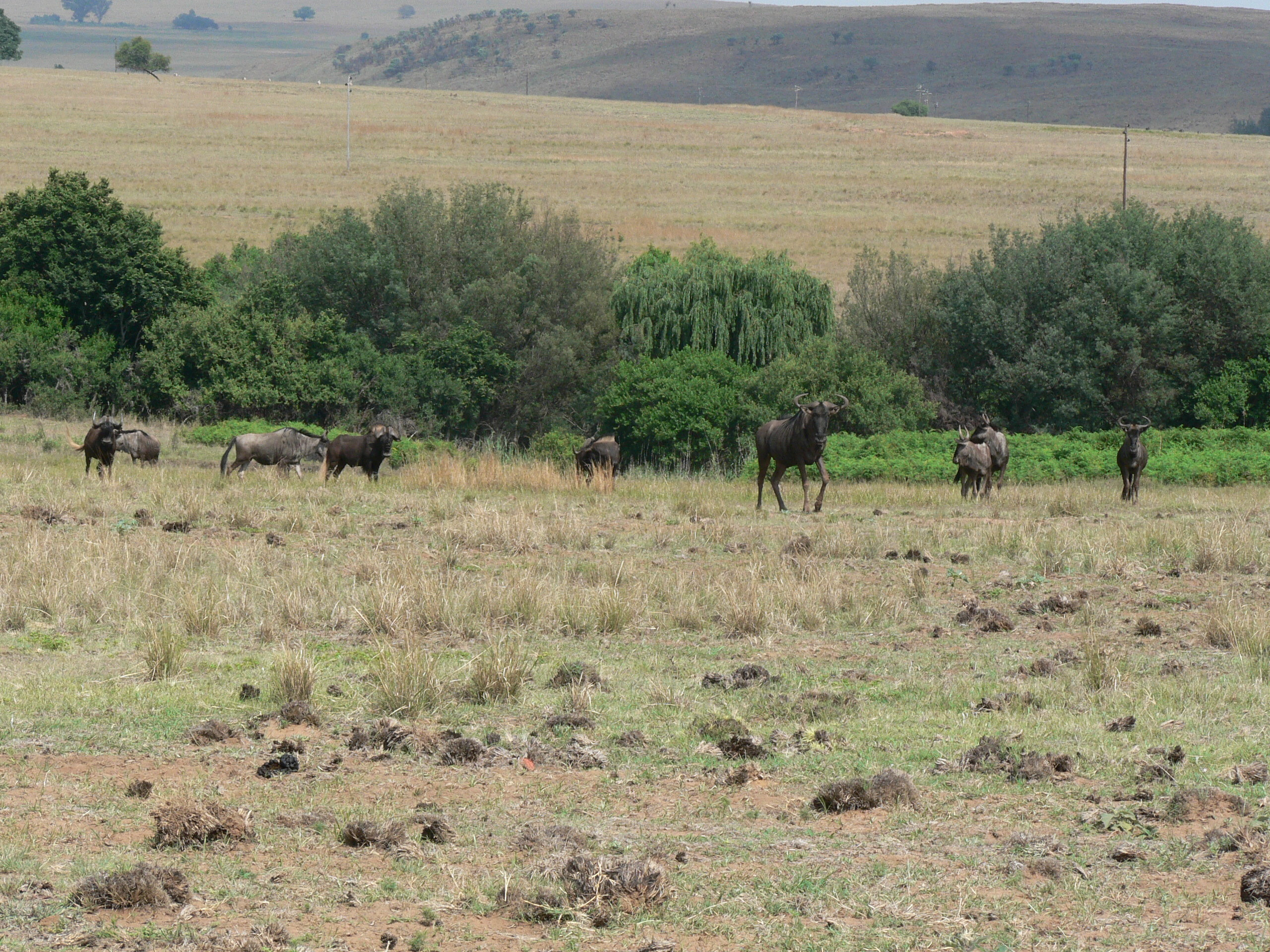 Image of Black Wildebeest