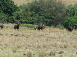 Image of Black Wildebeest