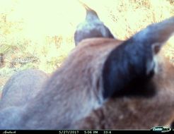 Image of Caracals