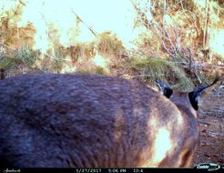 Image of Caracals