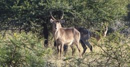 Image of Ellipsen Waterbuck