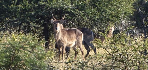 Image of Ellipsen Waterbuck