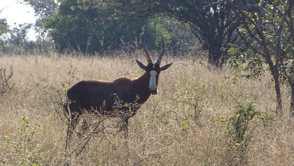 Image of Blesbok