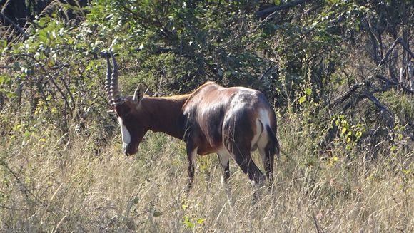 Image of Blesbok