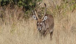 Image of Ellipsen Waterbuck