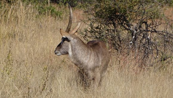 Image of Ellipsen Waterbuck