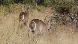 Image of Ellipsen Waterbuck