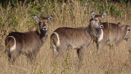 Image of Ellipsen Waterbuck