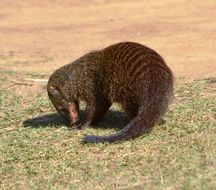 Image of Banded mongooses