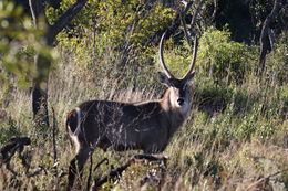 Image of Ellipsen Waterbuck