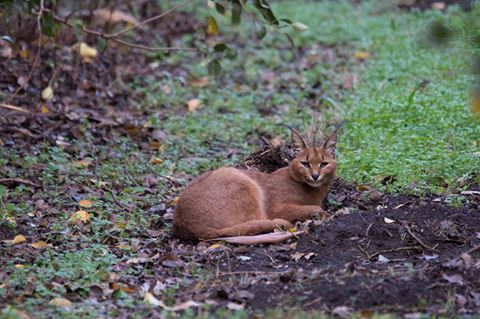 Image of Caracals