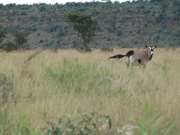 Image of Gemsbok