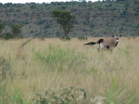 Image of Gemsbok