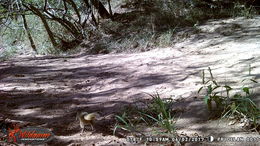 Image of Smith's Bush Squirrel