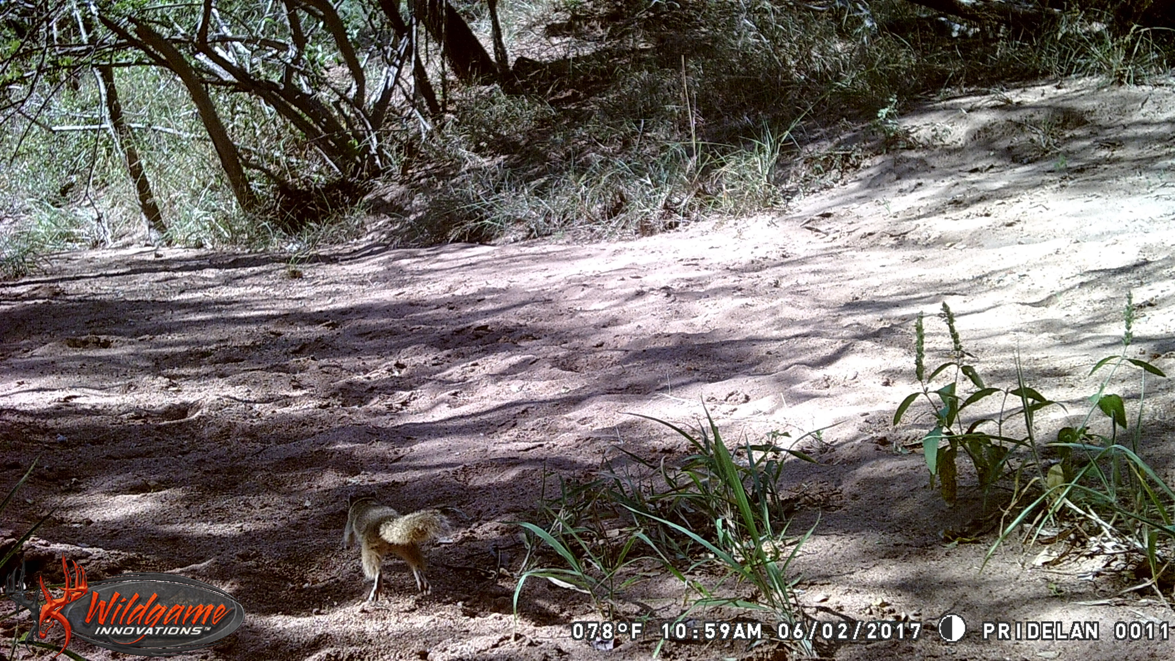 Image of Smith's Bush Squirrel