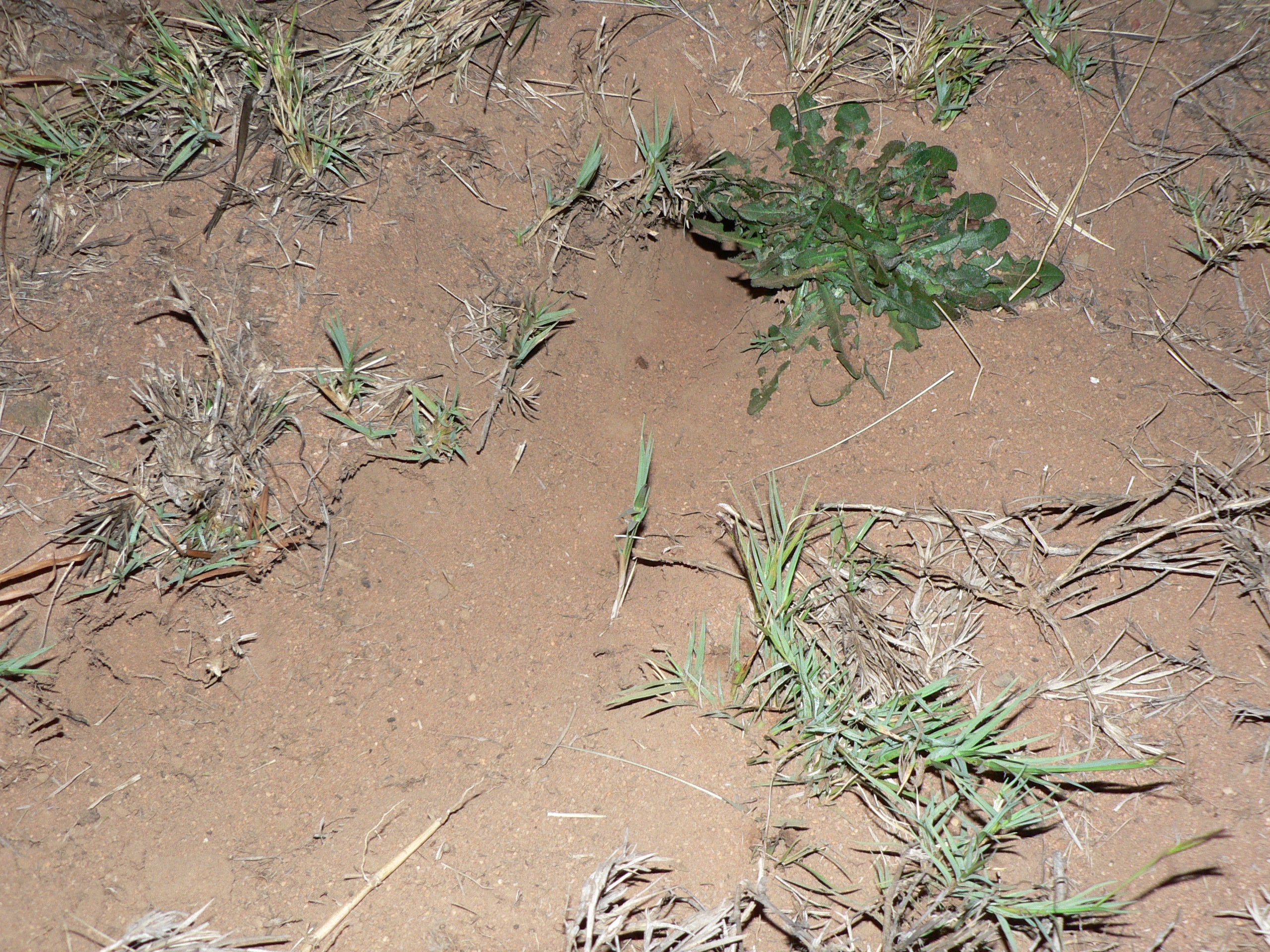 Image of Hairy-footed Gerbils