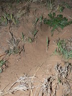 Image of Dune Hairy-footed Gerbil