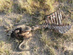 Image of Black Wildebeest