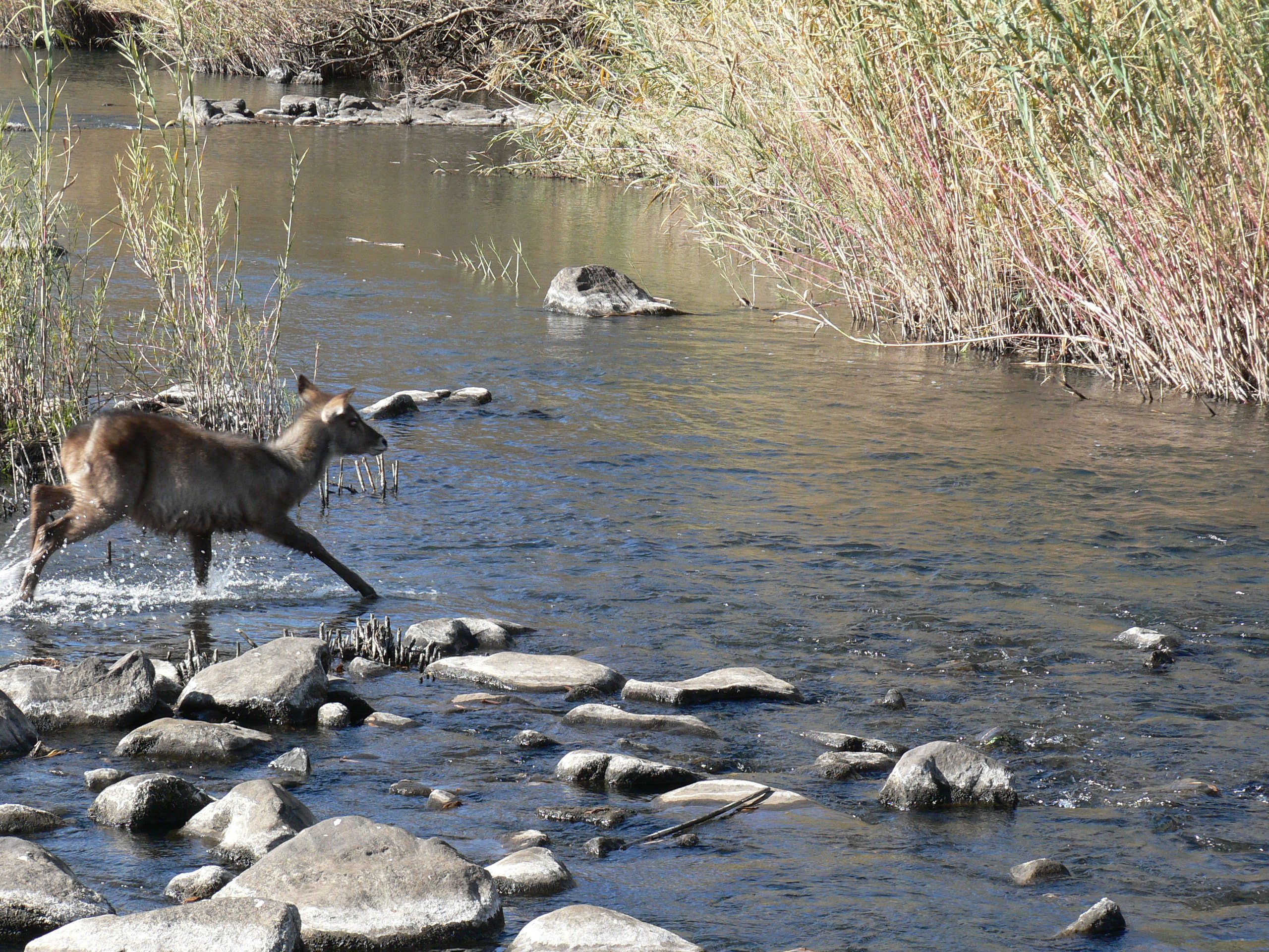 Image of Ellipsen Waterbuck