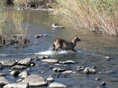 Image of Ellipsen Waterbuck