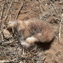 Image of Jameson's Red Rock Hare