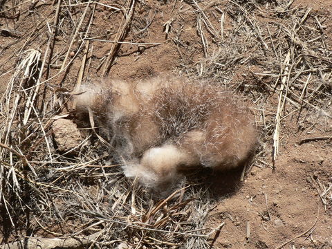 Image of Jameson's Red Rock Hare