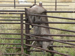 Image of Ellipsen Waterbuck