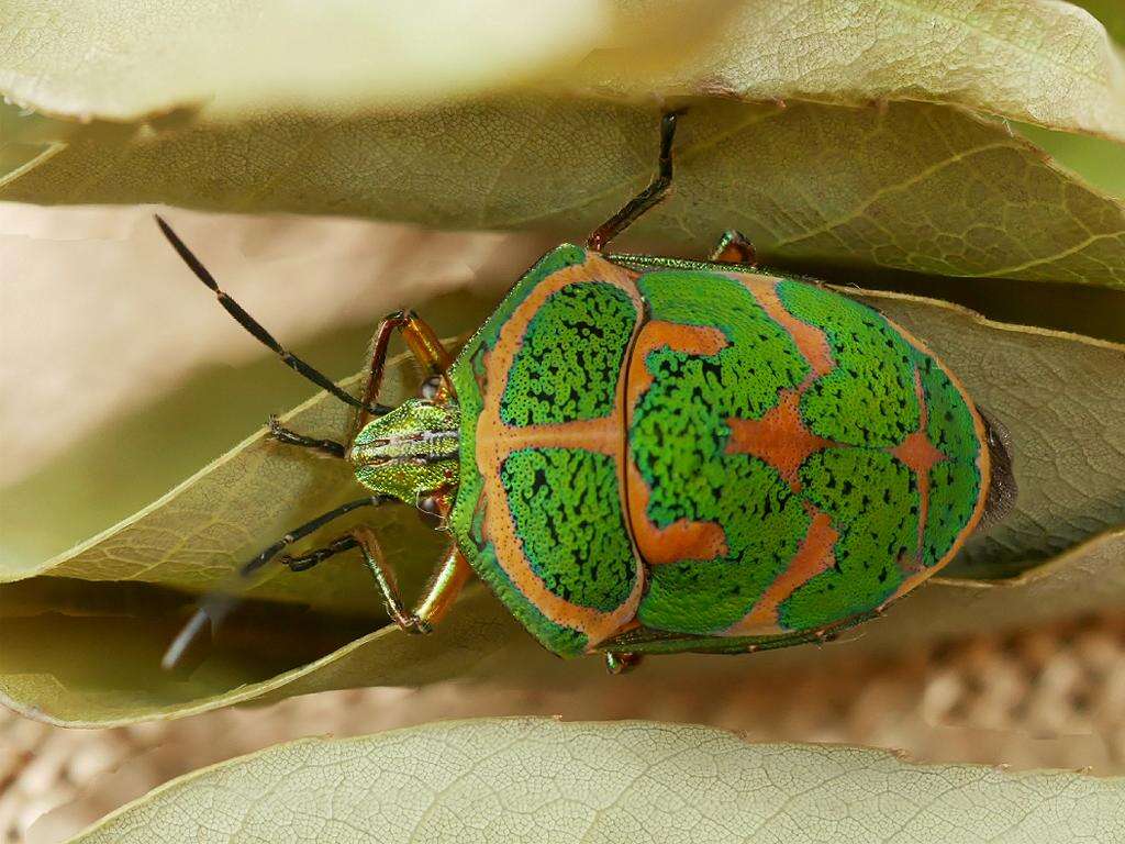 Image of Clown Stink Bug