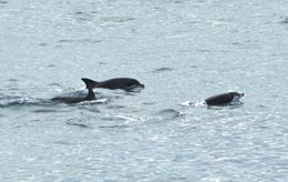 Image of Bottlenose Dolphin