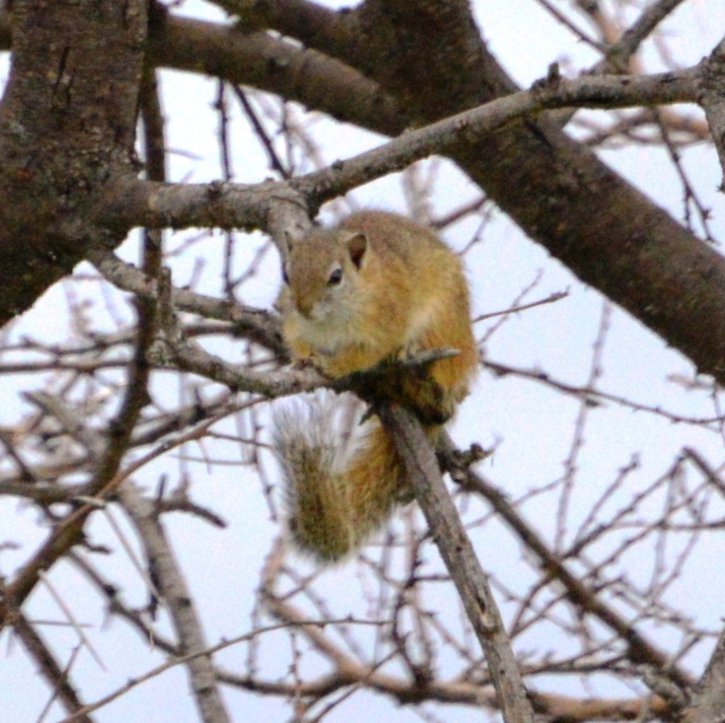 Image of Smith's Bush Squirrel