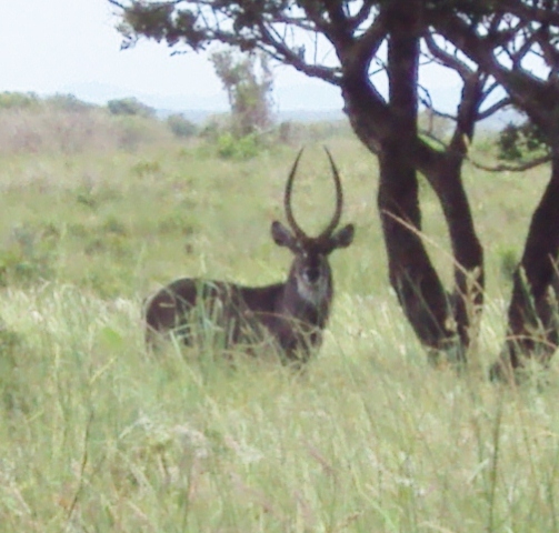 Image of Ellipsen Waterbuck