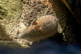 Image of Cape Elephant Shrew