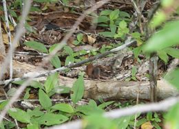 Image of Golden-rumped Elephant Shrew