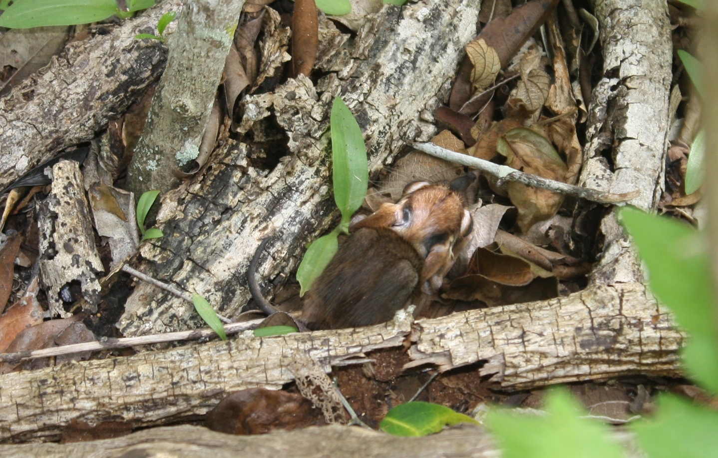 Image of Golden-rumped Elephant Shrew